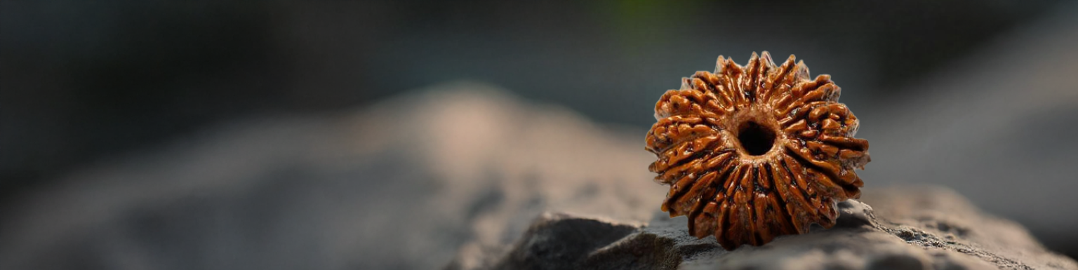 9 Mukhi Rudraksha
