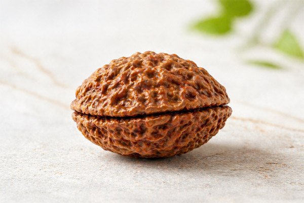 1 Mukhi Rudraksha Premium Nepali Certified